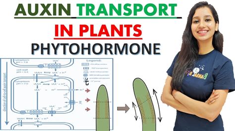 Transport Of Auxin In Plants I Phytohormone I Polar Transport I Plant