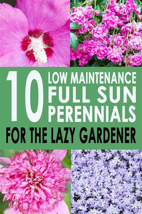 Full Sun Perennials 10 Beautiful Low Maintenance Plants That Thrive In