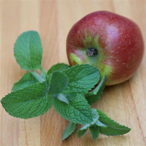 Buy Apple Mint Mentha Suaveolens Mentha Suaveolens £599 Delivery By