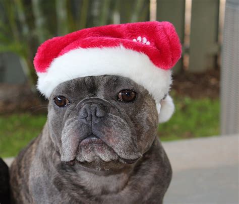 Merry Christmas French Bulldog In Santa Hat Merry Christmas In French