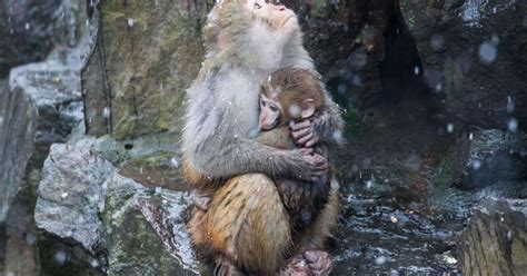 Monkey Clutches Baby Close In Touching Cold Snap As Snow Arrives In