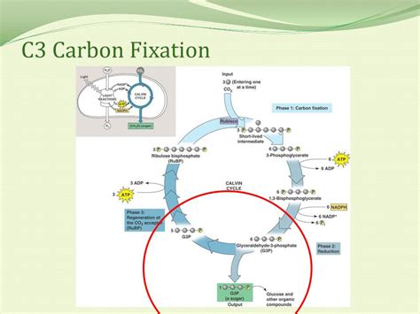 Ppt C3 Carbon Fixation The Calvin Benson Bassham Cbb Cycle