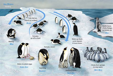 Penguin Life Cycle — Science Learning Hub