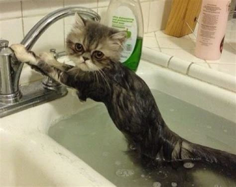 15 Hilarious Pictures Of Wet Cats