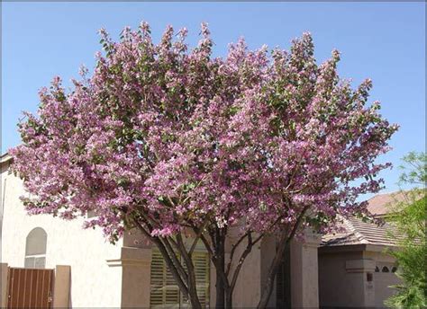 Our 10 favorite flowering trees for arizona, california, and las vegas. Las Vegas Flowering Trees | Orchid Tree for Sale - Moon ...