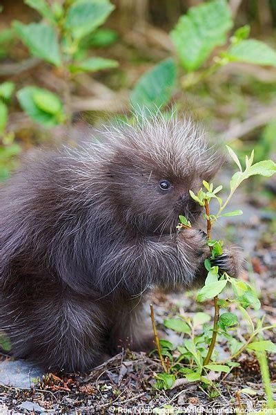 A Baby Porcupine Near Seward Alaska Cute Baby Animals Cute