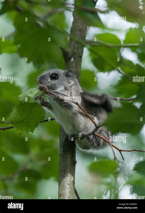 Siberian Flying Squirrel Pteromys Volans Baby Feeding On Leaves