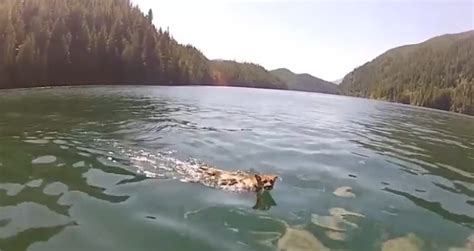 White Wolf Cougar Spotted Swimming Off Vancouver Island Video