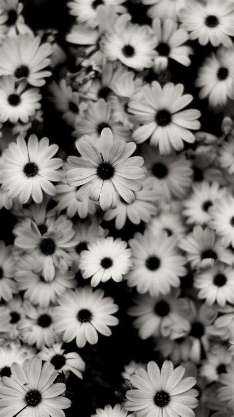 Black And White Flowers Wallpaper Photos 48 Black And White Floral