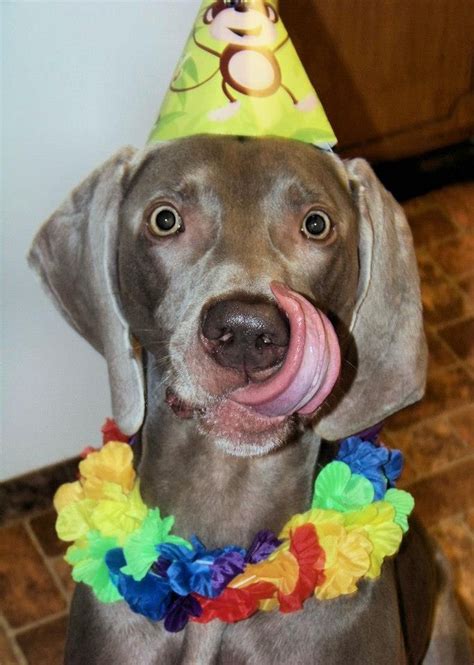 Maybe you would like to learn more about one of these? Pin on Weimaraner Love