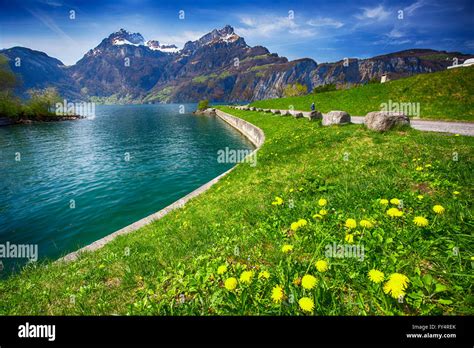 Beautiful Sea Promenade In Sisikon Village With The View Of Swiss Alps