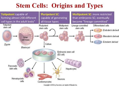 Stem Cells Origins And Types Stem Cells Regenerative Medicine
