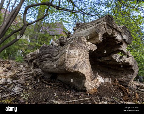 Rotten Tree Stump Stock Photo Alamy