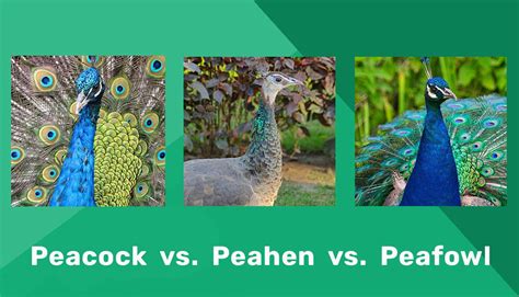 Peacock Vs Peahen Vs Peafowl What Are The Differences The Comfy Shop