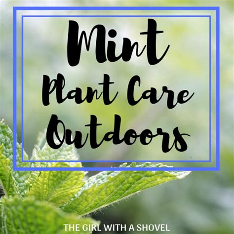 3 Keys To Outdoor Mint Plant Care The Girl With A Shovel
