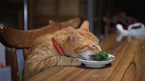 When is rice bad for cats to eat? Just a cat eating broccoli}} (With images) | Gif, Aww ...