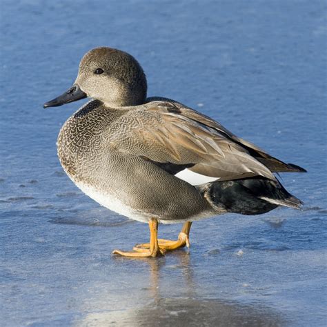 Gadwall Ducks Purely Poultry