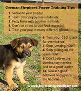 Training German Shepherd Pictures