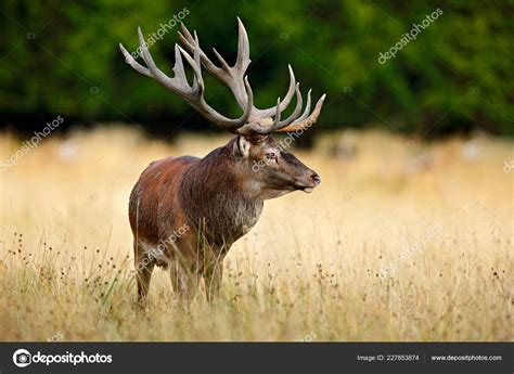 Red Deer Stag Majestic Powerful Adult Animal Autumn Forest Big Stock