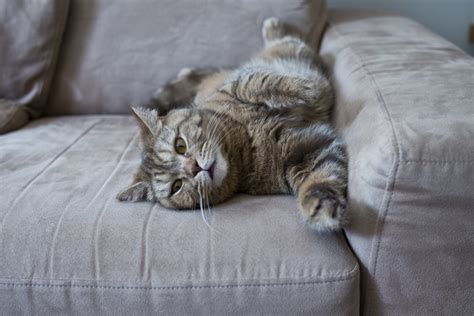 Free Images Animal Cute Pet Sofa Nap Whiskers Vertebrate Tabby