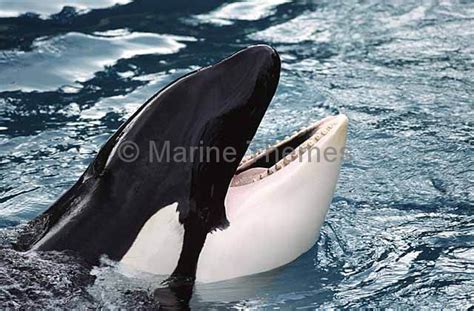 Orca Or Killer Whale Orcinus Orca Showing Peg Shaped Teeth Whales