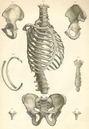 The muscles of the abdomen protect vital organs underneath and provide structure for the spine. Plate 3: Bones of the trunk.