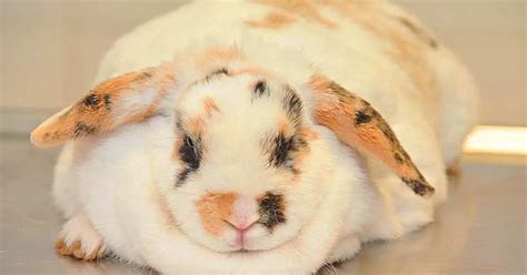 Lazy Obese Rabbit With Double Chin Will Fight Flab At Special Bunny