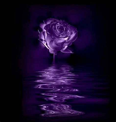 Pin By Kirsten Jochems On Roses Purple Roses Dark Purple Flowers