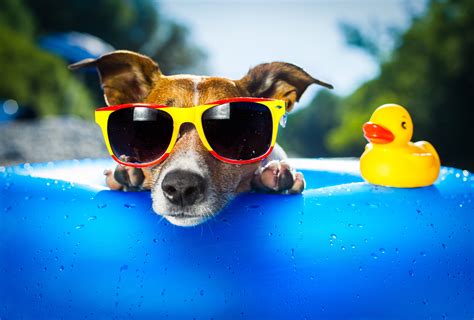 Dog Wearing Sunglasses Hd Animals 4k Wallpapers Images