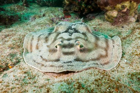 Reticulated Round Ray Stock Image C0318994 Science Photo Library