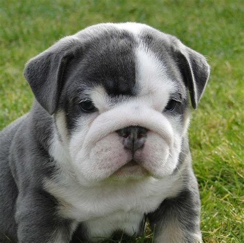 The mini bulldog is a cross of a purebred english bulldog and a purebred pug, also known as miniature bulldog or toy bulldog. Miniature English Bulldog: History, Facts, Personality ...