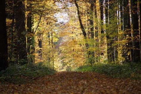 It is mostly situated in the municipality of halle, in flemish brabant and has also a little part in walloon brabant. Halle Afbeeldingen - reisfoto's van Halle, Vlaams-Brabant ...