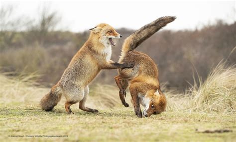 The Winners Of Comedy Wildlife Photography Awards 2019