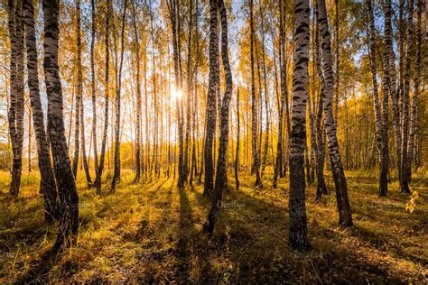 Birch Forest In The Golden Autumn Featuring Birch Forest And Sunset Landscape Trees