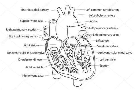 Estructura Del Corazón Humano Heart Structure Human Heart Human