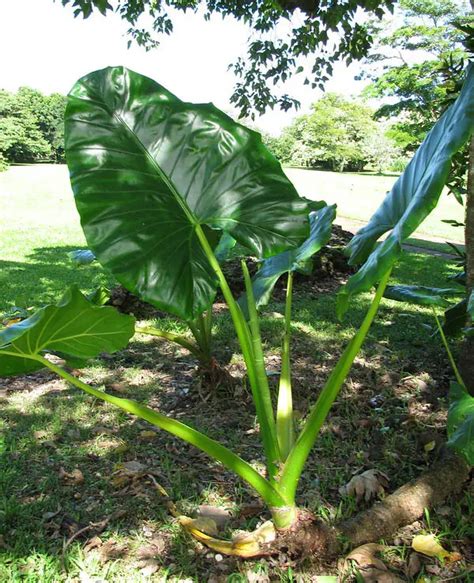 Elephant Ear Plant Care Guide To Growing Your Elephant Ear Plant