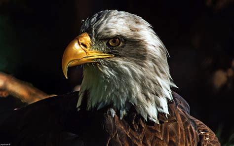 Nature Animals Wildlife Birds Eagle Bald Eagle Wallpaper