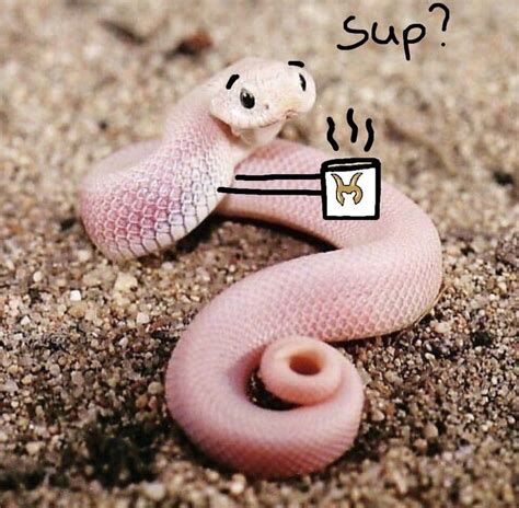 Arm Snake Drinking His Coffee Cute Reptiles Cute Animal Memes