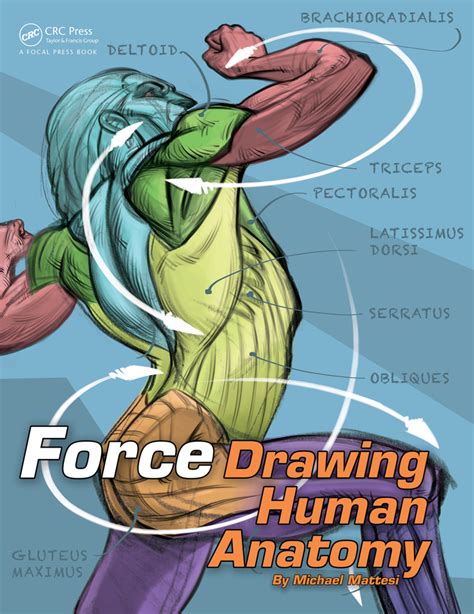 Force Drawing Human Anatomy 1st Edition Paperback Routledge
