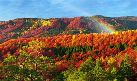 Download Nature Rainbow Landscape Forest Fall 4k Ultra Hd Wallpaper