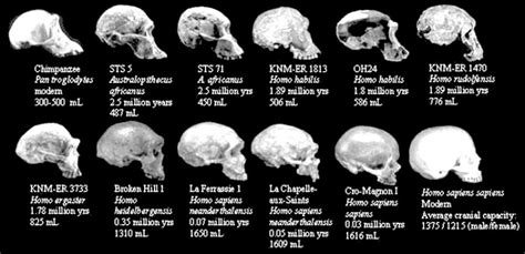 Brain Size Of The Prehistoric Humans Short History Website