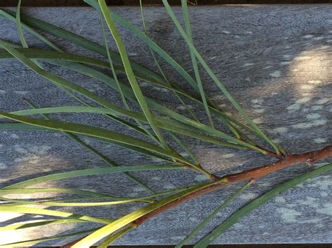 The acacia's get trimmed back friday. Trees of Santa Cruz County: Acacia stenophylla ...
