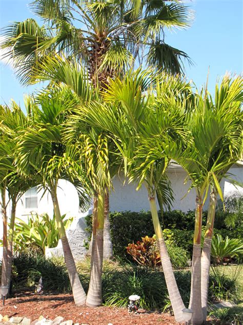 Christmas Palm Tree Adonidia Merrillii