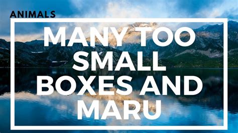 Animals Many Too Small Boxes And Maru Awesomers Youtube