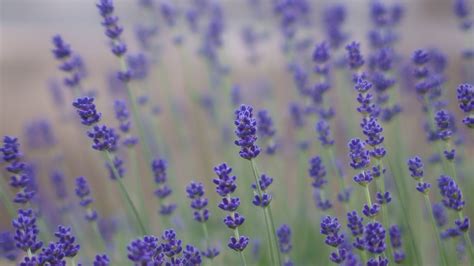 1920x1080 Flowers Summer Field Purple Lilac Lavender