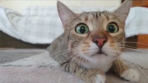 Funny Story This Cat Has Seen So Many Horror Movies That He Became A