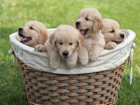 The golden retriever is one of the most popular dogs in america and is a popular breed in many parts of the world. adorable basket of golden retrievers | Golden Retriever ...