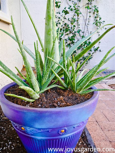 Top How To Replant Aloe Vera Plant