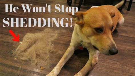 How To Stop Your Dog From Shedding Youtube