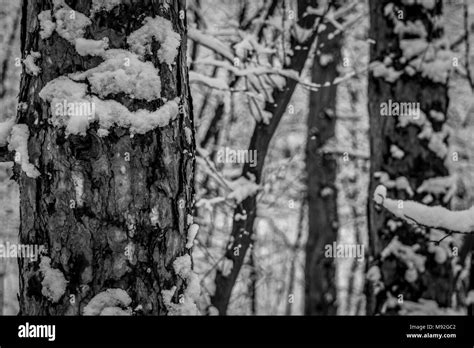 Frosty Winter Landscape In Snowy Forest Black And White White Snowy